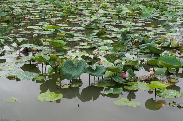 沼泽和粉红色的莲花池塘采用公园