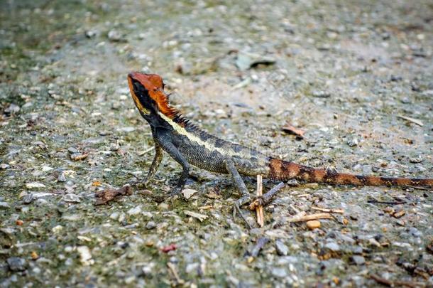 有顶饰的蜥蜴采用丛林,山氯灭杀威,泰国