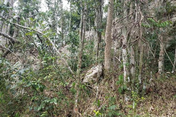 石灰岩地区常见的地形石头和树采用指已提到的人我是阿瓦塔卡人。森林采用港口、山口里科