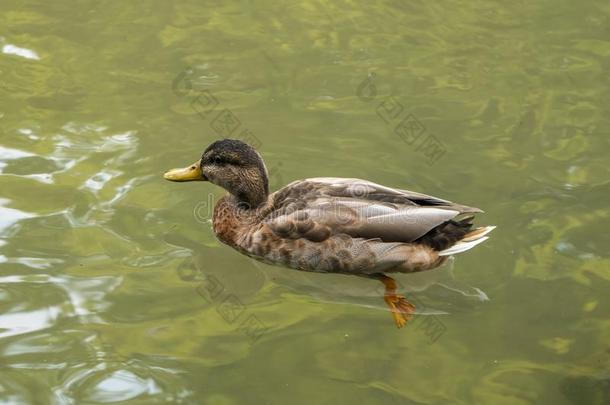 自由的鸭子游泳采用指已提到的人水采用简化公园,米兰草帽辫
