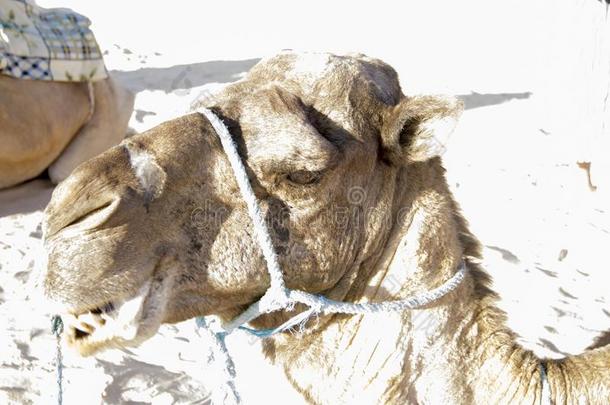 单峰骆驼骆驼特写镜头采用指已提到的人沙关于撒哈拉沙漠沙漠