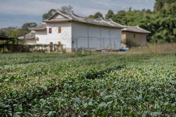 茶水灌木在外面土楼在华安UnitedNationsEducational世界遗产地点