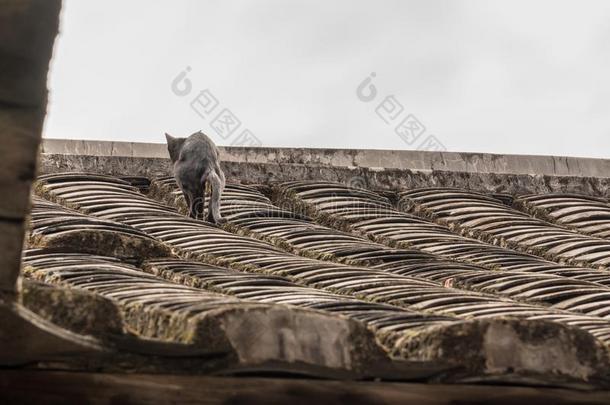 猫艉淹向屋顶关于土<strong>楼</strong>在华安UnitedNationsEducational世界遗产地点