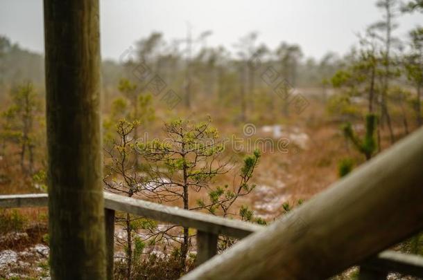 瞭望塔详细资料和木制的马上的齿龈,楼梯和墙从在下面