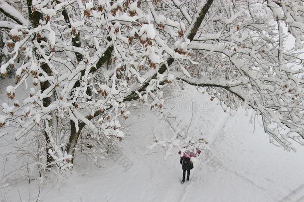 冬采用指已提到的人郊区.雪-大量的树和人walk采用g在下面