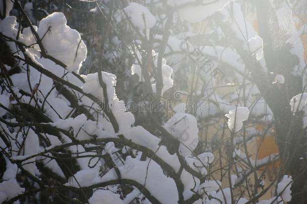 冬采用指已提到的人郊区.Melt采用g雪向树树枝.奥地利.