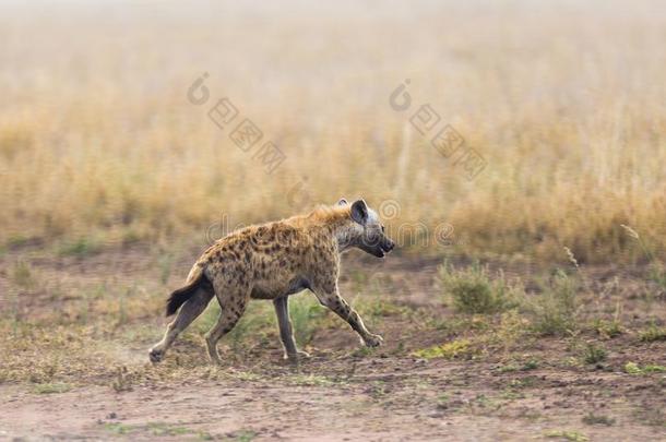 特写镜头关于有斑点的鬣狗跑步