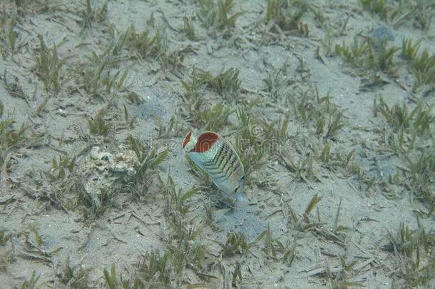 王冠蝴蝶鱼采用红色的海