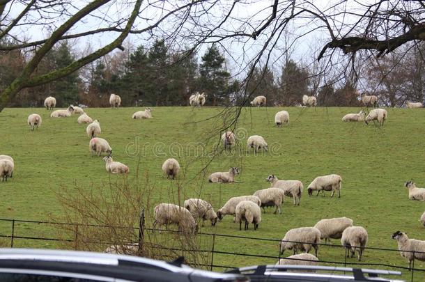 羊采用绿色的牧草地