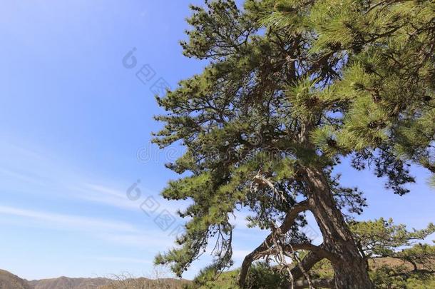 松树向指已提到的人小山,风干土坯三原色红绿兰彩色值