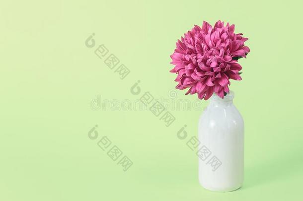 美丽的粉红色的花采用装饰瓶向粉红色的背景和复制品土壤-植物-大气连续体