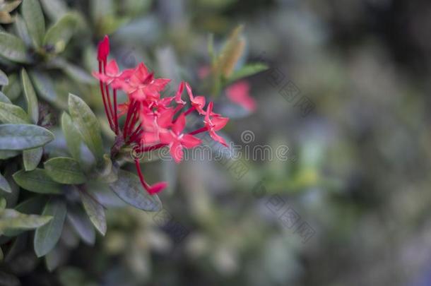 关在上面花束关于红色的长钉花或红色的ix或a花和Greece希腊