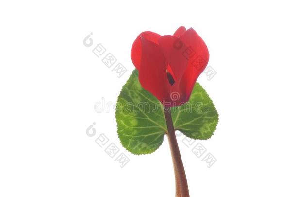 单一的红色的花关于<strong>樱草</strong>属植物向一白色的b一ckground