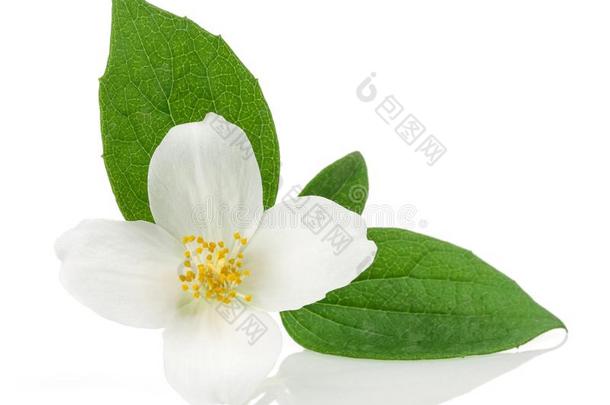 白色的茉莉花和绿色的树叶向白色的背景