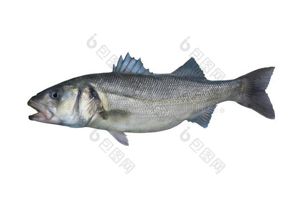欧洲的海低音歌唱家鱼隔离的向白色的背景
