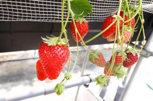 宏指令关于单一的精神饱满红色的草莓采用草莓农场