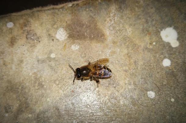 蜂蜜蜜蜂飞行的蜂蜜蜜蜂