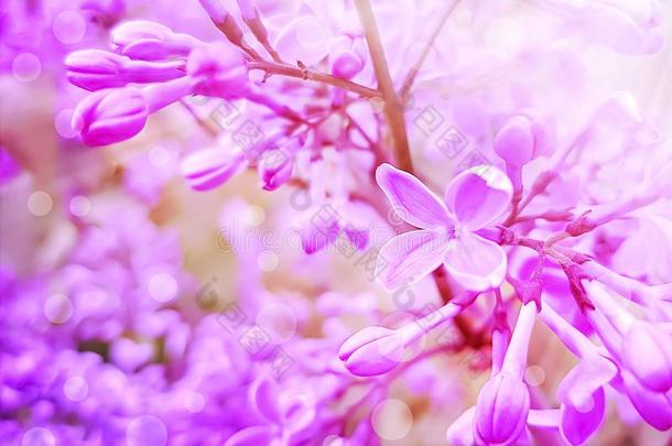 美丽的丁香花属花颜色设计特写镜头向一br一nch春季一
