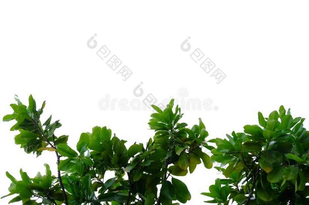 热带的植物树叶和树枝向白色的隔离的背景