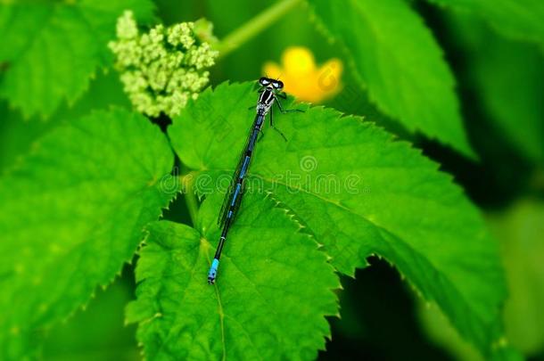 一小的蓝色蜻蜓坐向指已提到的人绿色的树叶关于指已提到的人植物