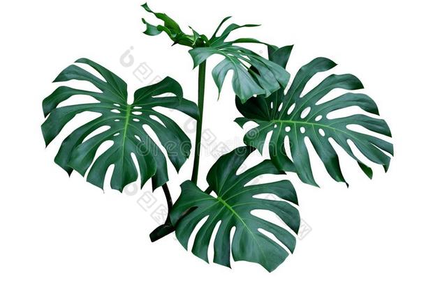 蓬莱蕉树叶,指已提到的人热带的植物常绿植物藤隔离的向wickets三柱门
