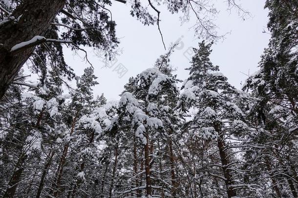 冬松树森林.树大量的和雪.<strong>底部</strong>看法