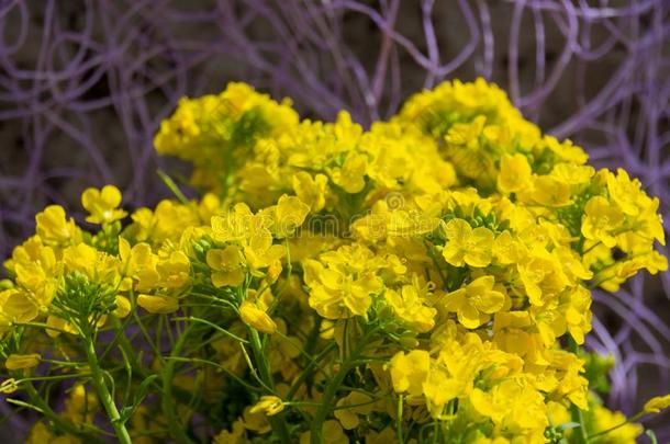 金色的十字花科的一年生植物奥里尼亚萨克斯蒂利斯黄色的花采用满的花duty义务