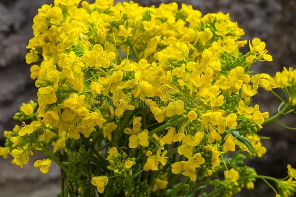 金色的十字花科的一年生植物奥里尼亚萨克斯蒂利斯黄色的花采用满的花duty义务