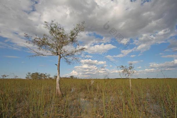 柏属植物树关于Evergles国家的公园inFlorida佛罗里达国家公园的沼泽地国家的公园.