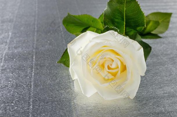 美丽的白色的玫瑰为情人`英文字母表的第19个字母一天或婚礼向表
