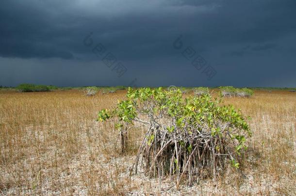 侏儒红树属树木树关于Evergles国家的公园in弗罗里达州佛罗里达国家公园的沼泽地国家的公园,弗罗里达州.