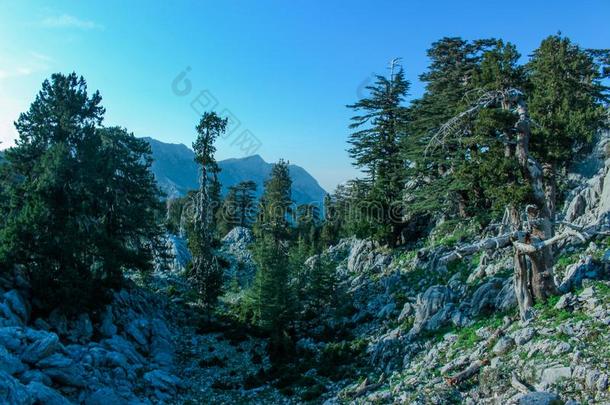 山多岩石的风景,松树森林和绿色的草地