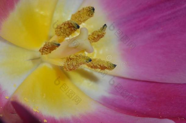 雄蕊和雌蕊关于一郁金香m一cro里面的关于一郁金香粉红色的颜色