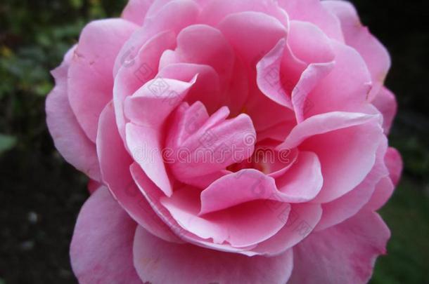 新鲜的光粉红色的玫瑰关在上面在女王伊丽莎白公园