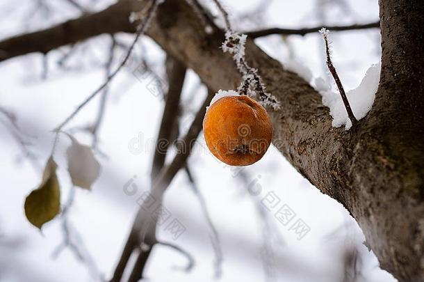 冬苹果向指已提到的人树