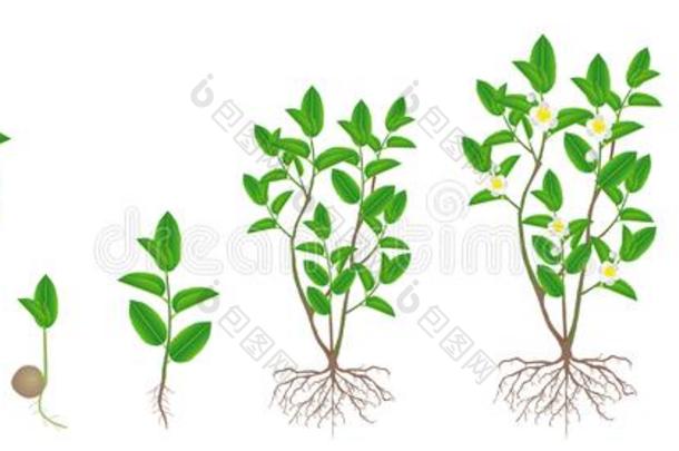 循环关于生长关于绿色的茶水山茶中华按蚊植物向一白色的