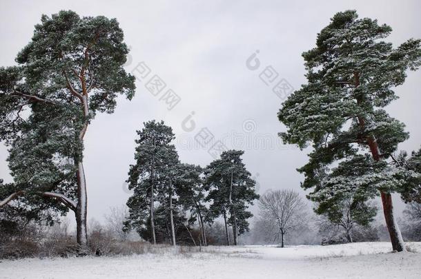 美丽的照片关于一冬松树小树林和新鲜的雪