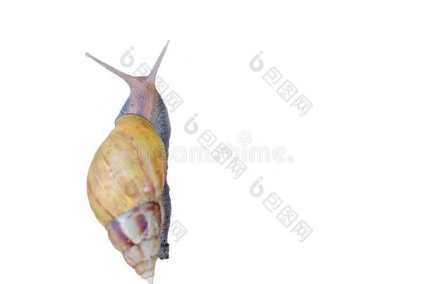 隔离关于一淡水的蜗牛表面涂布不均向湿的c向crete地面