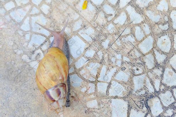 一淡水的蜗牛表面涂布不均向湿的c向crete地面