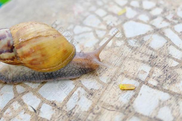 一淡水的蜗牛表面涂布不均向湿的c向crete地面