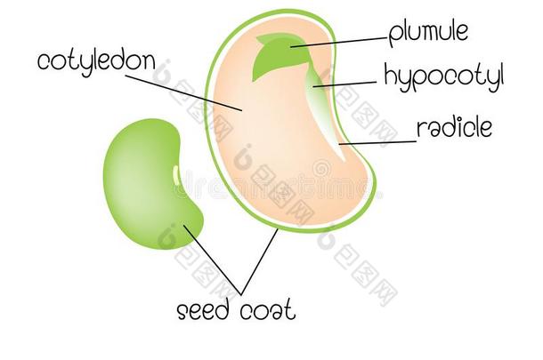 图表关于一<strong>双子叶植物</strong>种子