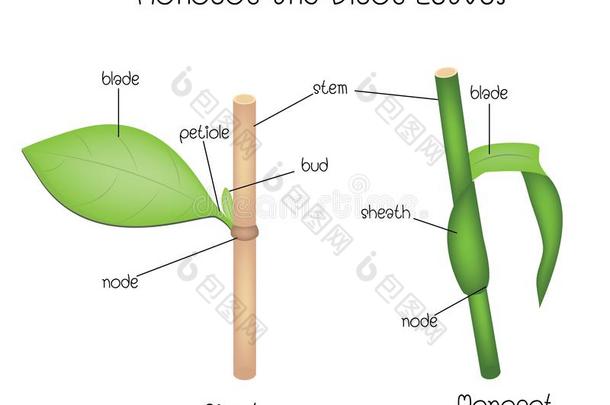 单<strong>子叶</strong>植物和双<strong>子叶</strong>植物树叶