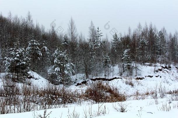 冬自然,雪大量的树和灌木.一卓越的图解