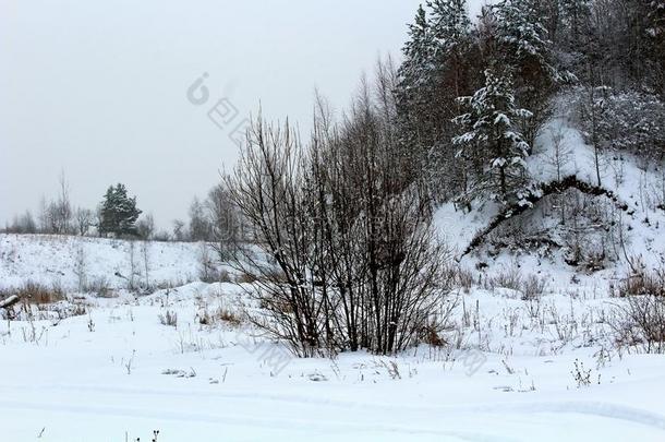 冬自然,雪大量的树和灌木.一卓越的图解