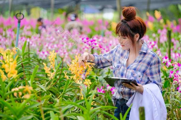 女人兰花研究员是扫描和文件<strong>编制</strong>指已提到的人轮状