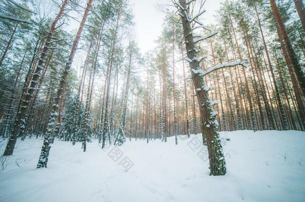 冬日出采用下雪的森林