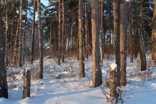 风景关于冬雪-大量的森林.