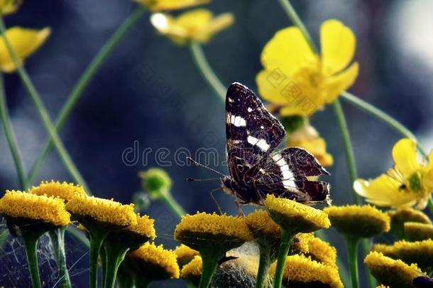 蝴蝶一次向一黄色的花款冬,春季