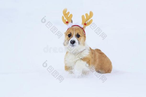 有趣的小的红色的小狗关于一威尔士矮脚狗狗wickets三柱门一lks采用白色的雪采用一wickets三柱门