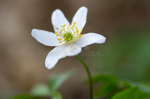 银莲花尼莫罗萨春季花,木材银莲花白色的开花英语字母表的第16个字母